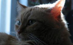 Desktop wallpaper. Cats. ID:41978