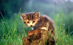 Desktop wallpaper. Cats. ID:41979