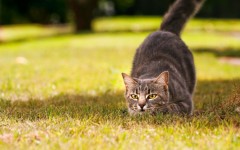 Desktop wallpaper. Cats. ID:41980