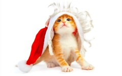 Desktop wallpaper. Cats. ID:41981