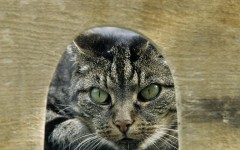 Desktop wallpaper. Cats. ID:41982