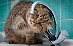 Desktop wallpaper. Cats. ID:41983