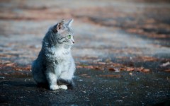 Desktop wallpaper. Cats. ID:41984