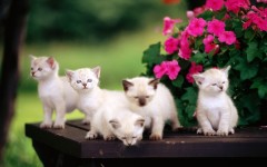 Desktop wallpaper. Cats. ID:41985