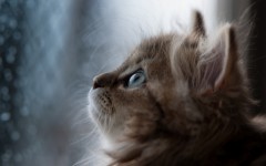 Desktop wallpaper. Cats. ID:41986