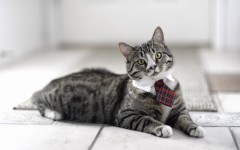 Desktop wallpaper. Cats. ID:41989
