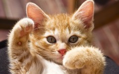 Desktop wallpaper. Cats. ID:41990