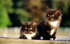 Desktop wallpaper. Cats. ID:41991