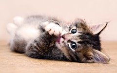 Desktop wallpaper. Cats. ID:41992
