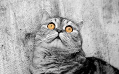 Desktop wallpaper. Cats. ID:41993