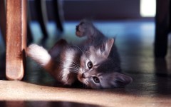 Desktop wallpaper. Cats. ID:41994