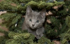 Desktop wallpaper. Cats. ID:41996