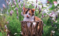 Desktop wallpaper. Cats. ID:41998