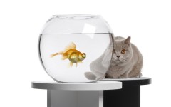 Desktop wallpaper. Cats. ID:41999