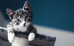 Desktop wallpaper. Cats. ID:42002