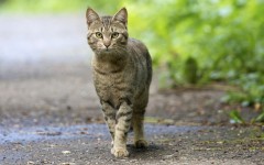 Desktop wallpaper. Cats. ID:42003