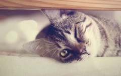 Desktop wallpaper. Cats. ID:42004