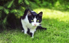 Desktop wallpaper. Cats. ID:42005