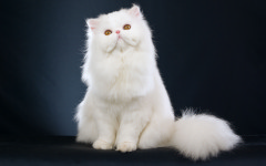 Desktop wallpaper. Cats. ID:42006