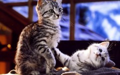 Desktop wallpaper. Cats. ID:42007
