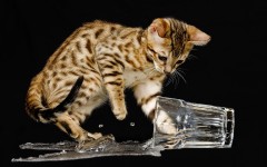 Desktop wallpaper. Cats. ID:42008