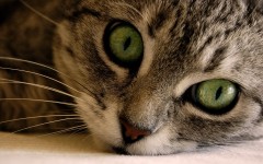 Desktop wallpaper. Cats. ID:42010