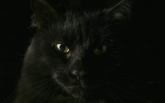 Desktop wallpaper. Cats. ID:42011