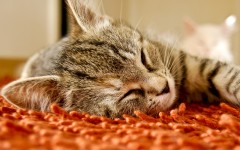 Desktop wallpaper. Cats. ID:42012