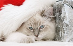 Desktop wallpaper. Cats. ID:42013