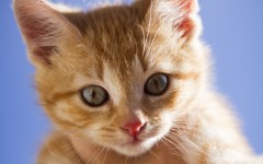 Desktop wallpaper. Cats. ID:42014
