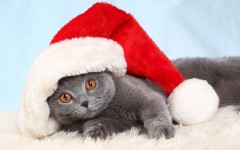 Desktop wallpaper. Cats. ID:42015