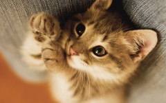 Desktop wallpaper. Cats. ID:42016