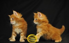 Desktop wallpaper. Cats. ID:42018