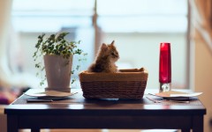 Desktop wallpaper. Cats. ID:42020