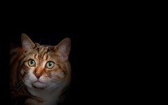 Desktop wallpaper. Cats. ID:42021