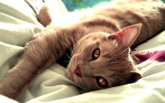Desktop wallpaper. Cats. ID:42022