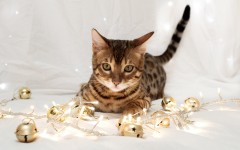 Desktop wallpaper. Cats. ID:42023