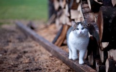 Desktop wallpaper. Cats. ID:42024