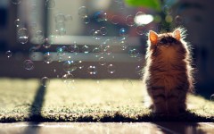 Desktop wallpaper. Cats. ID:42025