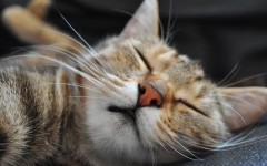 Desktop wallpaper. Cats. ID:42027