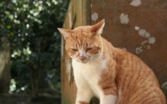 Desktop wallpaper. Cats. ID:42028