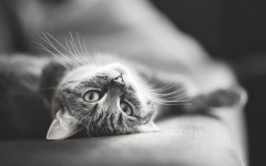 Desktop wallpaper. Cats. ID:42029