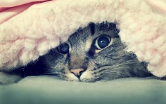 Desktop wallpaper. Cats. ID:42030