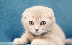 Desktop wallpaper. Cats. ID:42031