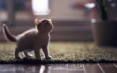 Desktop wallpaper. Cats. ID:42032