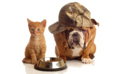 Desktop wallpaper. Cats. ID:42033