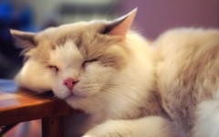 Desktop wallpaper. Cats. ID:42034