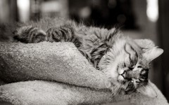 Desktop wallpaper. Cats. ID:42035