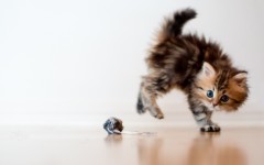 Desktop wallpaper. Cats. ID:42036