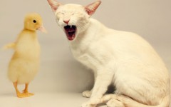 Desktop wallpaper. Cats. ID:42037